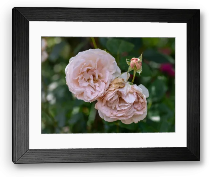 Framed Print : Color flower macro of a blooming Framed Print : Color flower macro of a blooming