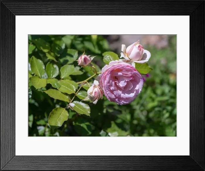 Framed Print : Outdoor nature color flower front view macro of a wide open pink rose blossom with detailed texture on natural green Framed Print : Outdoor nature color flower front view macro of a wide open pink rose blossom with detailed texture on natural green