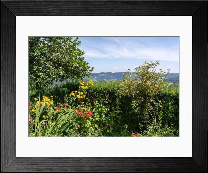 Framed Print : Color outdoor nature image of a garden with a hedge Framed Print : Color outdoor nature image of a garden with a hedge