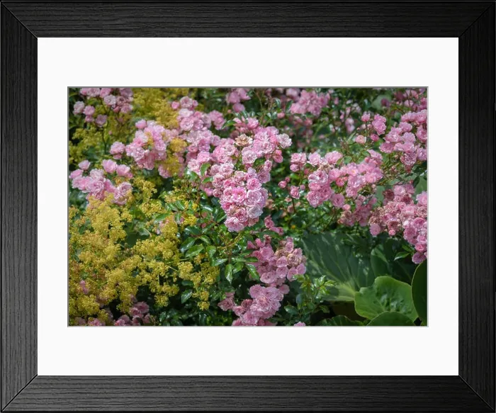 Framed Print : Color outdoor nature flower image of a lush shrub of pink rose blossoms with buds Framed Print : Color outdoor nature flower image of a lush shrub of pink rose blossoms with buds
