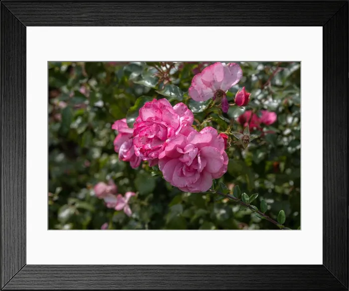 Framed Print : Color outdoor nature flower image of a shrub of pink rose blossoms Framed Print : Color outdoor nature flower image of a shrub of pink rose blossoms