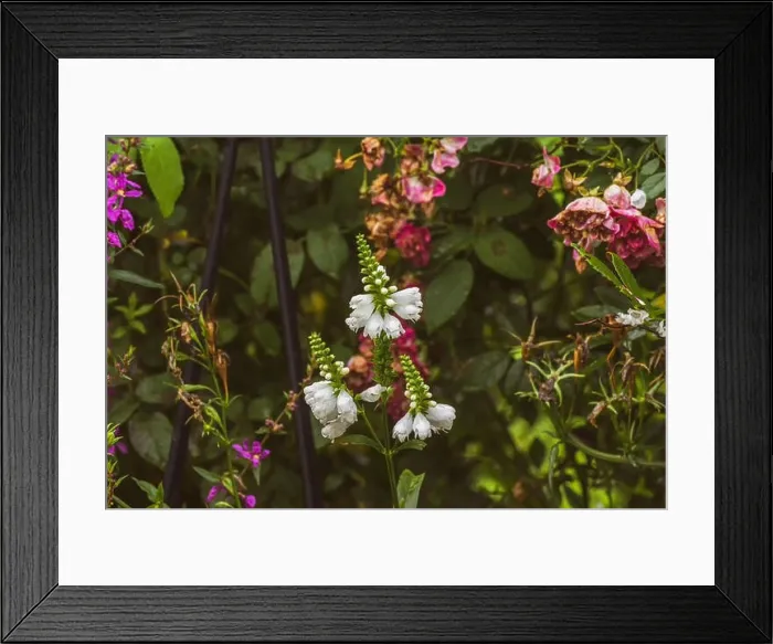 Framed Print : Colorful outdoor image of three blossoms of a green white false dragonhead / obedient / obedience plant in front of a rose Framed Print : Colorful outdoor image of three blossoms of a green white false dragonhead / obedient / obedience plant in front of a rose