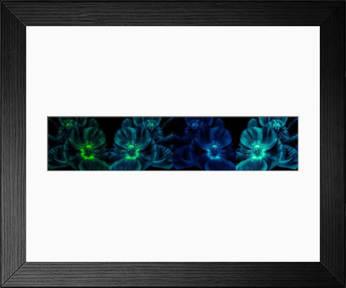 Framed Print : Floral fine art detailed texture macro collage of a four iceland poppy blossoms on black background / low key / glowing Framed Print : Floral fine art detailed texture macro collage of a four iceland poppy blossoms on black background / low key / glowing