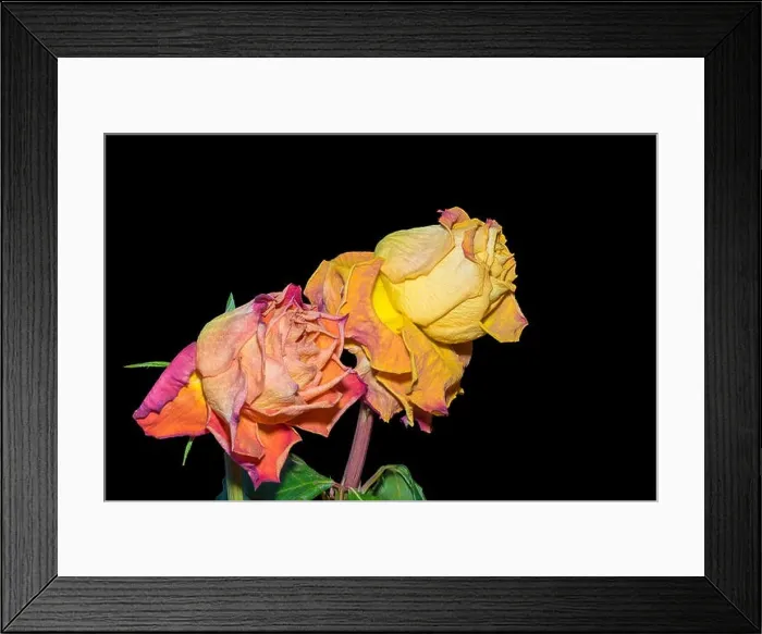 Framed Print : Fine art floral image of an aged yelloow red rose pair