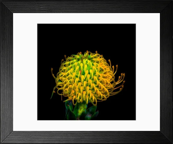 Framed Print : Fine art still life colorful floral macro image of a single isolated protea blossom in vivid glowing neon colors in Framed Print : Fine art still life colorful floral macro image of a single isolated protea blossom in vivid glowing neon colors in