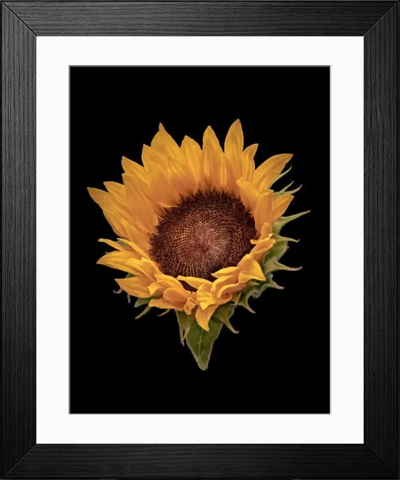 Framed Print : Fine art still life vintage color macro of a single isolated yellow sunflower blossom with green leaves Framed Print : Fine art still life vintage color macro of a single isolated yellow sunflower blossom with green leaves