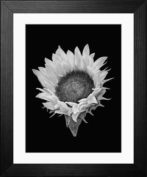Framed Print : Fine art still life vintage monochrome black Framed Print : Fine art still life vintage monochrome black