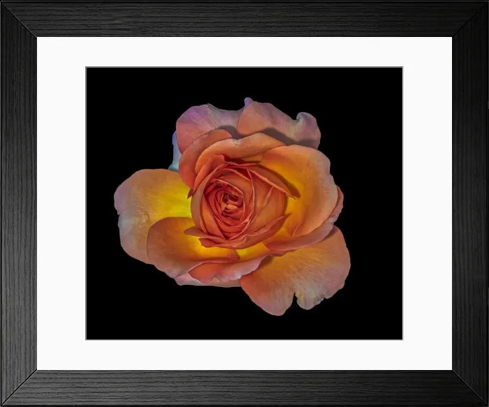 Framed Print : Color fine art still life floral macro flower image of a single isolated orange pink yellow rose blossom black Framed Print : Color fine art still life floral macro flower image of a single isolated orange pink yellow rose blossom black