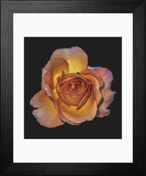 Framed Print : Muted colors fine art still life floral macro flower image of a single isolated orange pink yellow rose blossom Framed Print : Muted colors fine art still life floral macro flower image of a single isolated orange pink yellow rose blossom