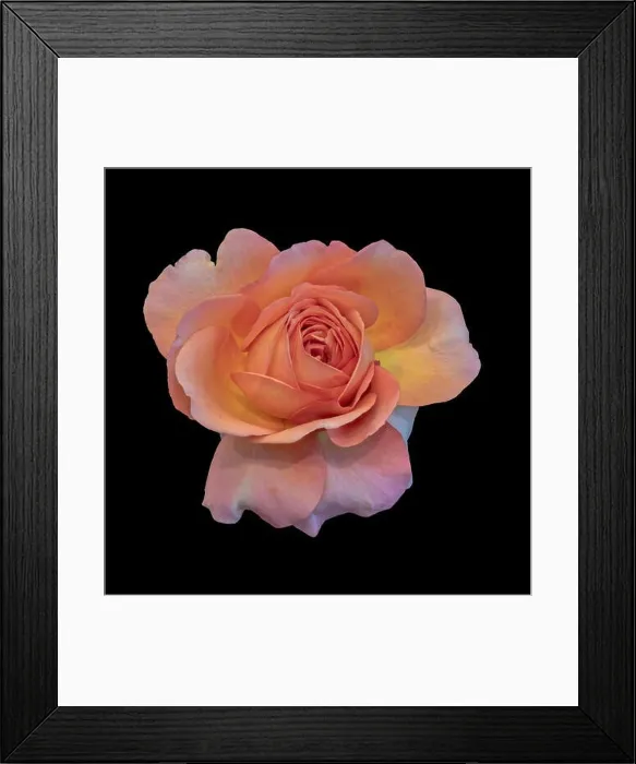 Framed Print : Colorful fine art still life bright floral macro flower image of a single isolated orange pink yellow rose blossom Framed Print : Colorful fine art still life bright floral macro flower image of a single isolated orange pink yellow rose blossom