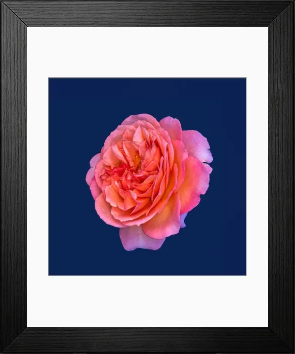 Framed Print : Colorful fine art still life floral macro flower image of a single isolated bright red pink wide open rose blossom Framed Print : Colorful fine art still life floral macro flower image of a single isolated bright red pink wide open rose blossom