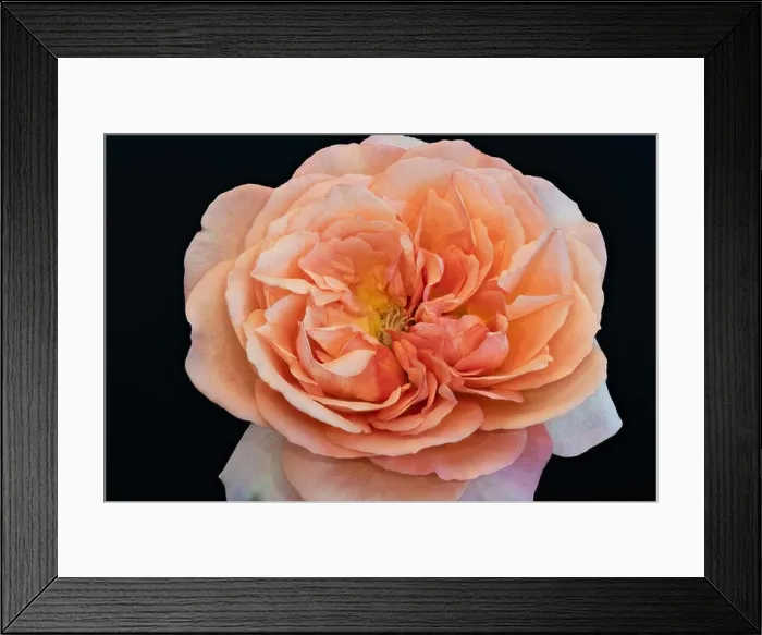 Framed Print : Color fine art still life bright floral macro flower image of a single isolated dark orange pink yellow rose blossom Framed Print : Color fine art still life bright floral macro flower image of a single isolated dark orange pink yellow rose blossom