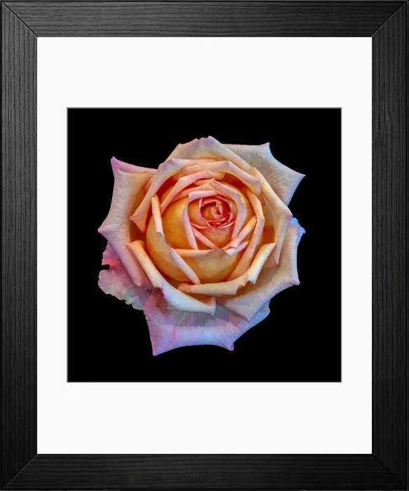 Framed Print : Colorful fine art still life bright floral macro flower image of a single isolated orange pink yellow rose blossom