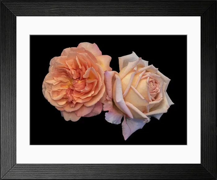 Framed Print : Colorful fine art still life bright floral macro of a pair of isolated orange pink white open rose blossoms Framed Print : Colorful fine art still life bright floral macro of a pair of isolated orange pink white open rose blossoms