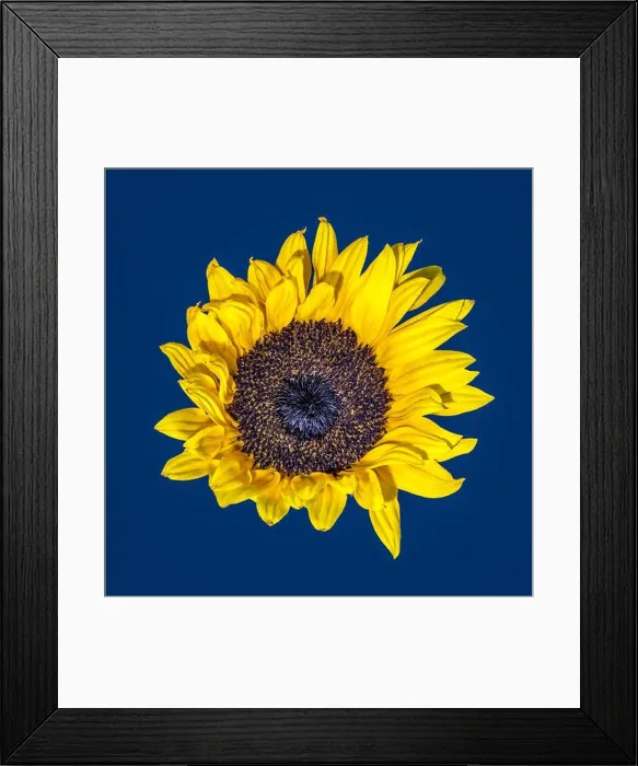Framed Print : Fine art still life vintage color macro of a single isolated yellow sunflower blossom Framed Print : Fine art still life vintage color macro of a single isolated yellow sunflower blossom