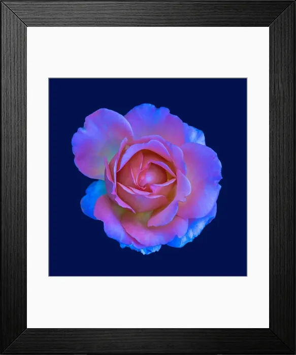 Framed Print : Colorful shimmering fine art still life floral macro of a single isolated pink colored open rose blossom Framed Print : Colorful shimmering fine art still life floral macro of a single isolated pink colored open rose blossom