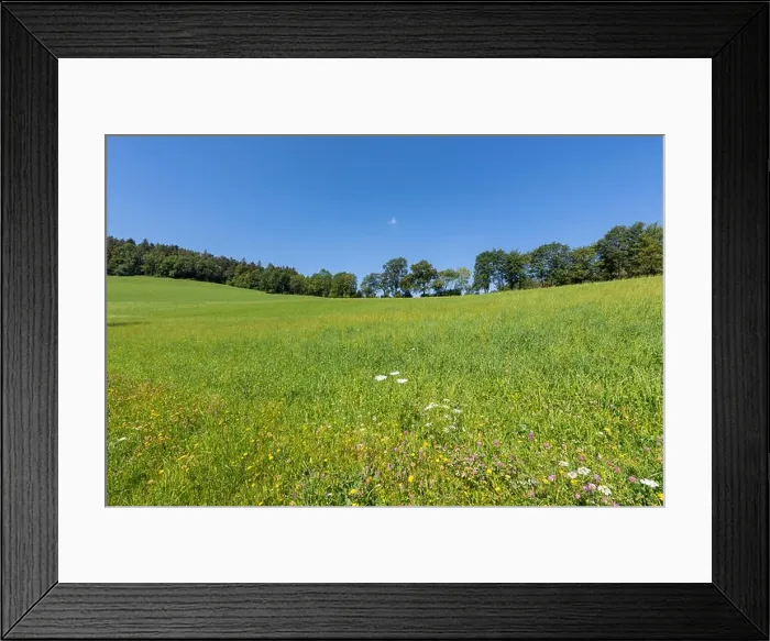 Framed Print : Color outdoor nature panoramic image of a meadow with wild carrot / daucus carota and wildflowers