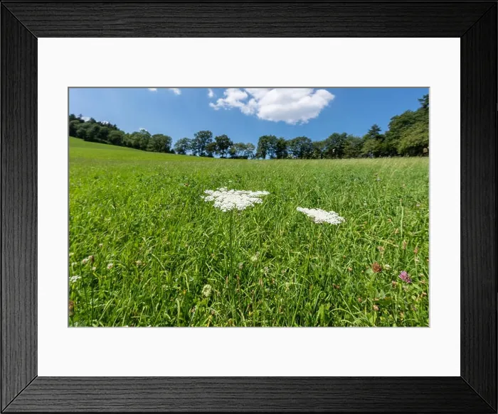 Framed Print : Color outdoor nature closew up of two green white wild carrot / daucus carota flowers on natural blurred hilly Framed Print : Color outdoor nature closew up of two green white wild carrot / daucus carota flowers on natural blurred hilly