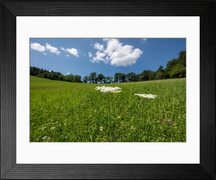 Framed Print : Color outdoor nature close up of two green white wild carrot / daucus carota flowers Framed Print : Color outdoor nature close up of two green white wild carrot / daucus carota flowers