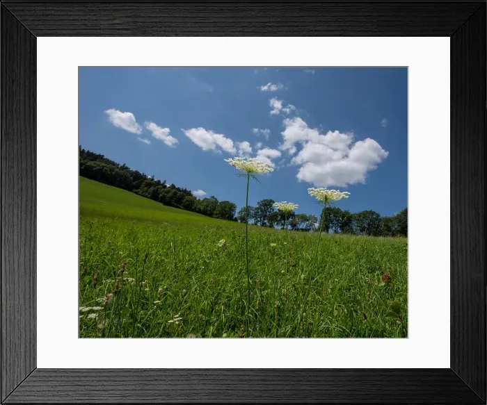 Framed Print : Color outdoor nature closew up of three green white wild carrot / daucus carota flowers Framed Print : Color outdoor nature closew up of three green white wild carrot / daucus carota flowers