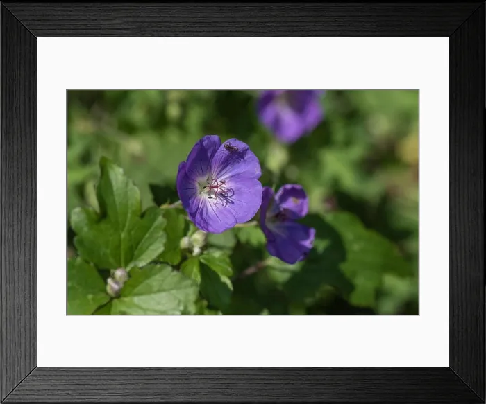 Framed Print : Color outdoor floral image of a single isolated wide open violet blue blooming female geranium / cranesbill flower with Framed Print : Color outdoor floral image of a single isolated wide open violet blue blooming female geranium / cranesbill flower with