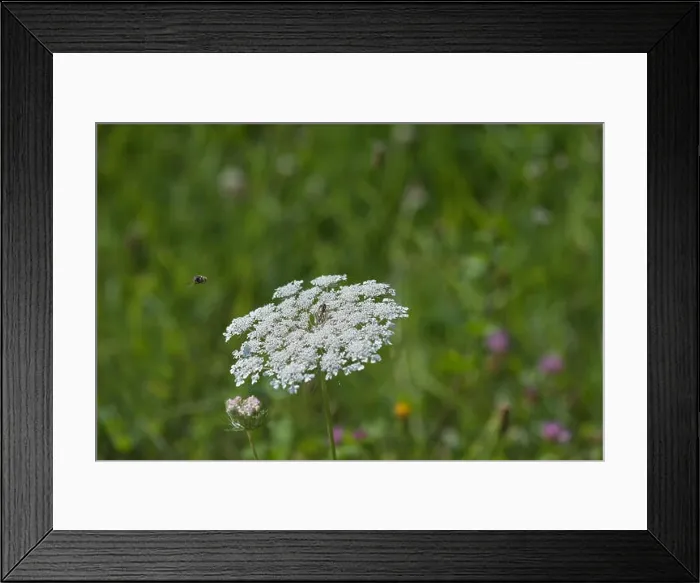 Framed Print : Color outdoor nature macro of a white wild carrot / daucus carota flower blossom with a wasp Framed Print : Color outdoor nature macro of a white wild carrot / daucus carota flower blossom with a wasp