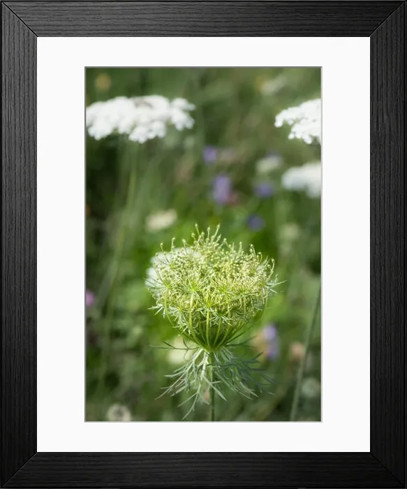 Framed Print : Color outdoor nature macro of a green wild carrot / daucus carota flower blossom with buds on natural blurred Framed Print : Color outdoor nature macro of a green wild carrot / daucus carota flower blossom with buds on natural blurred