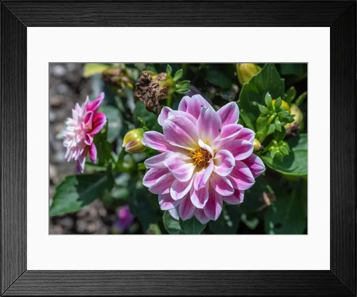Framed Print : Color outdoor floral macro of a wide open white pink dahlia blossom with insects on natural blurred green background
