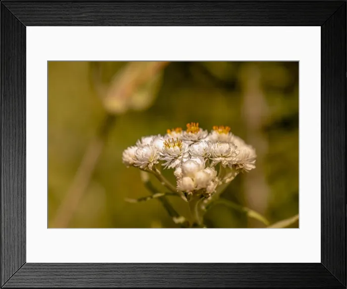 Framed Print : Color outdoor nature image of a white yarrow / daisy blossom with a shallow depth of field on a bright hot sunny summer Framed Print : Color outdoor nature image of a white yarrow / daisy blossom with a shallow depth of field on a bright hot sunny summer