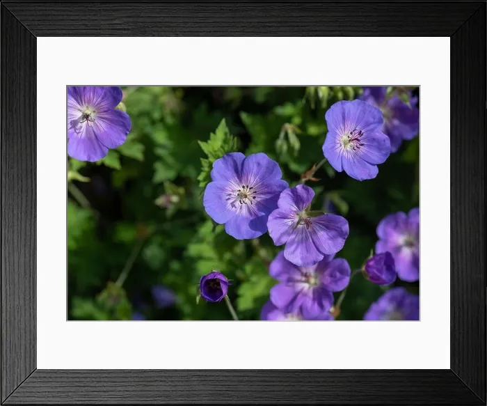 Framed Print : Color outdoor floral image of a bunch of wide open violet blue geranium / cranesbill blossoms on natural blurred Framed Print : Color outdoor floral image of a bunch of wide open violet blue geranium / cranesbill blossoms on natural blurred