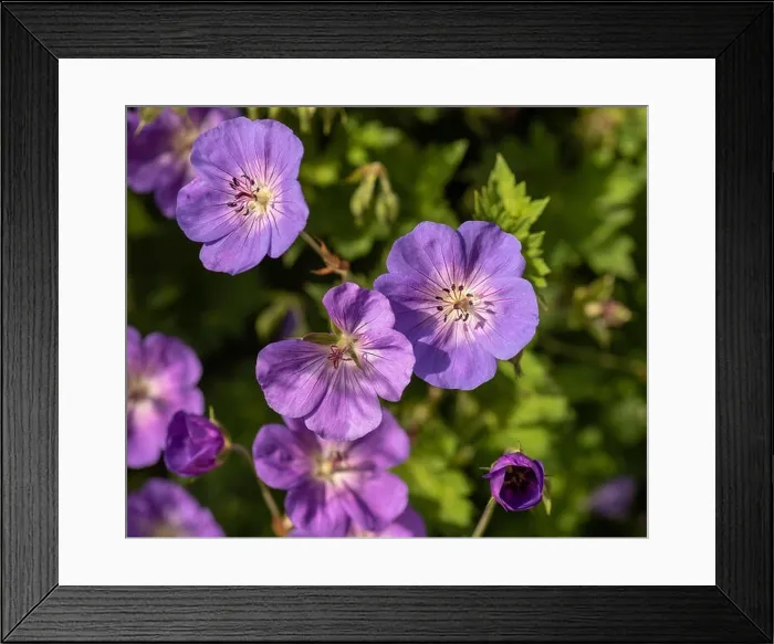 Framed Print : Color outdoor floral image of a bunch of wide open pink geranium / cranesbill blossoms on natural blurred background Framed Print : Color outdoor floral image of a bunch of wide open pink geranium / cranesbill blossoms on natural blurred background