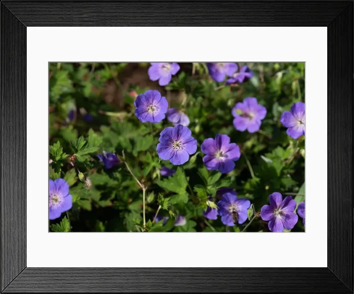 Framed Print : Color outdoor floral image of a bunch of wide open violet blue geranium / cranesbill blossoms on natural blurred Framed Print : Color outdoor floral image of a bunch of wide open violet blue geranium / cranesbill blossoms on natural blurred