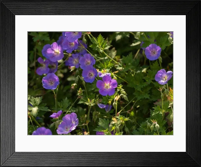 Framed Print : Color outdoor floral image of a shrub of wide open violet blue and pink geranium / cranesbill blossoms Framed Print : Color outdoor floral image of a shrub of wide open violet blue and pink geranium / cranesbill blossoms