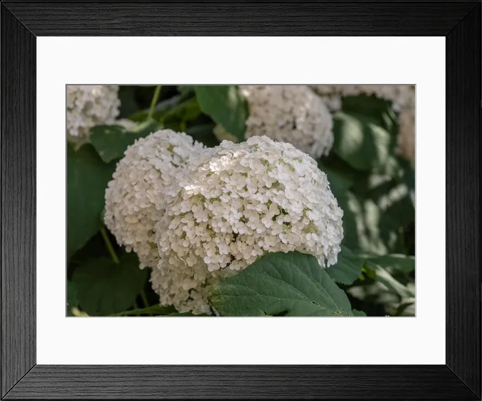 Framed Print : Color outdoor floral macro of a flowering white large lush round hydrangea blossoms taken on a bright sunny summer day Framed Print : Color outdoor floral macro of a flowering white large lush round hydrangea blossoms taken on a bright sunny summer day