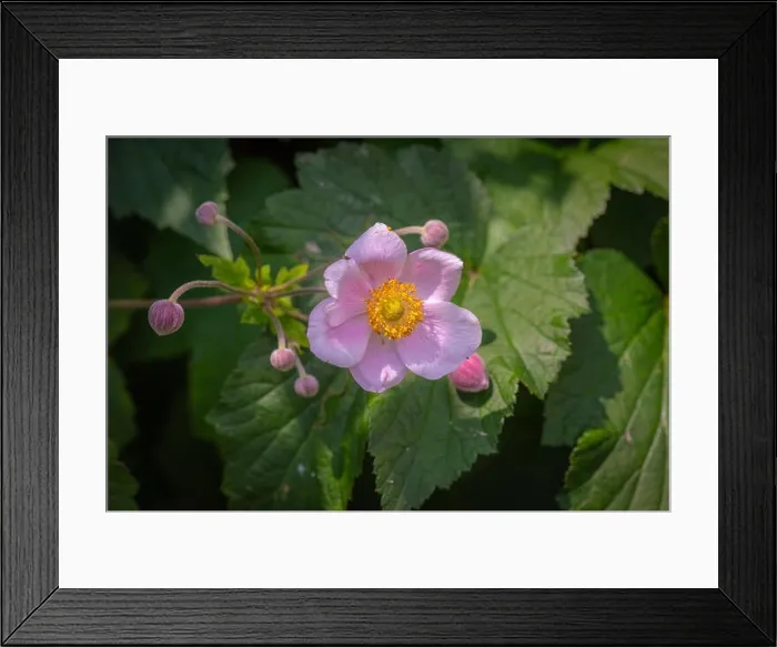 Framed Print : Color outdoor floral image of a blooming pink autumn anemone with buds Framed Print : Color outdoor floral image of a blooming pink autumn anemone with buds