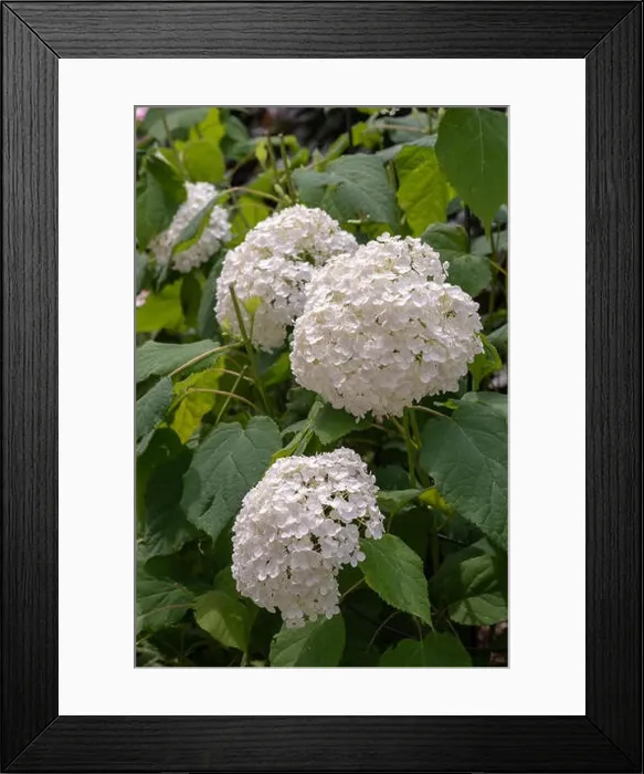 Framed Print : Color outdoor floral macro of a flowering white large lush round hydrangea blossoms taken on a bright sunny summer day Framed Print : Color outdoor floral macro of a flowering white large lush round hydrangea blossoms taken on a bright sunny summer day
