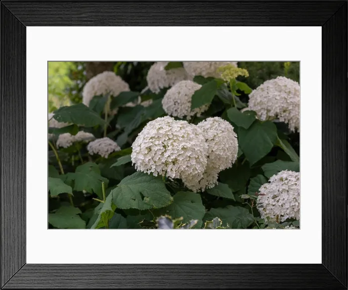 Framed Print : Color outdoor floral macro of a flowering white large lush round hydrangea blossoms taken on a bright sunny summer day
