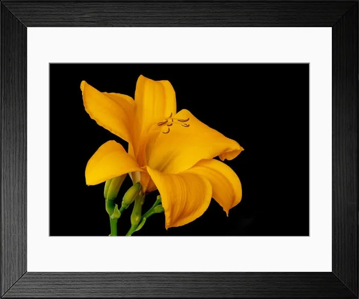Framed Print : Fine art still life color macro image of a single isolated wide open orange yellow daylily blossom with stem Framed Print : Fine art still life color macro image of a single isolated wide open orange yellow daylily blossom with stem