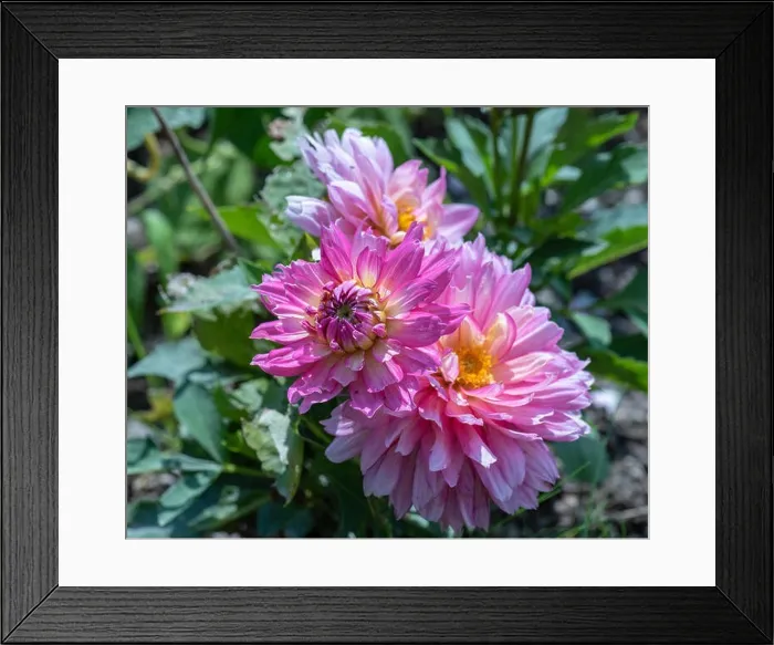 Framed Print : Color outdoor floral macro of a lush bunch of violet pink yellow dahlia blossoms on natural blurred background taken