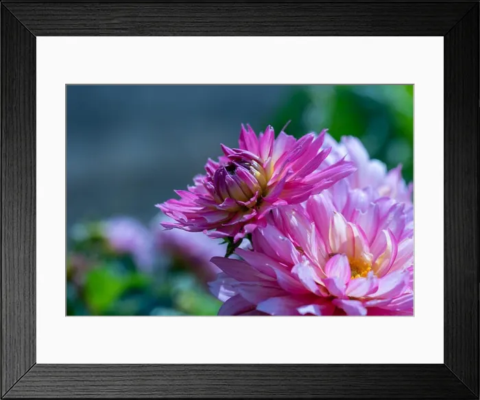 Framed Print : Color outdoor floral macro of a young Framed Print : Color outdoor floral macro of a young