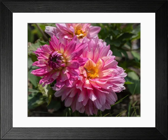 Framed Print : Color outdoor floral macro of a lush bunch of pink yellow dahlia blossoms with a caterpillar on natural blurred Framed Print : Color outdoor floral macro of a lush bunch of pink yellow dahlia blossoms with a caterpillar on natural blurred