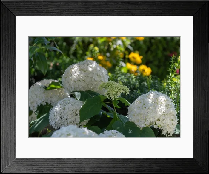 Framed Print : Color outdoor floral macro of flowering white hydrangea / hortensia with large lush blossoms Framed Print : Color outdoor floral macro of flowering white hydrangea / hortensia with large lush blossoms