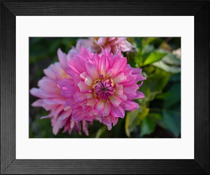 Framed Print : Color outdoor floral macro of a wide open white pink dahlia blossom in the shadow on natural blurred green background Framed Print : Color outdoor floral macro of a wide open white pink dahlia blossom in the shadow on natural blurred green background