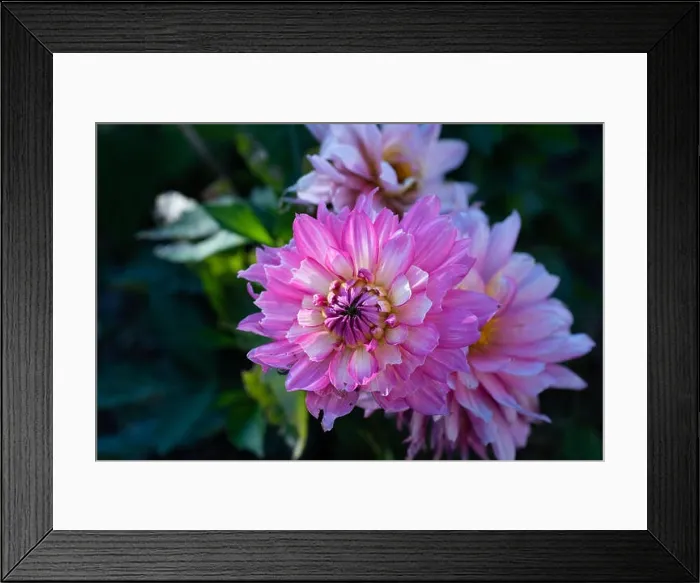Framed Print : Color outdoor floral macro of a wide open white pink dahlia blossom in the shadow on natural blurred green background Framed Print : Color outdoor floral macro of a wide open white pink dahlia blossom in the shadow on natural blurred green background