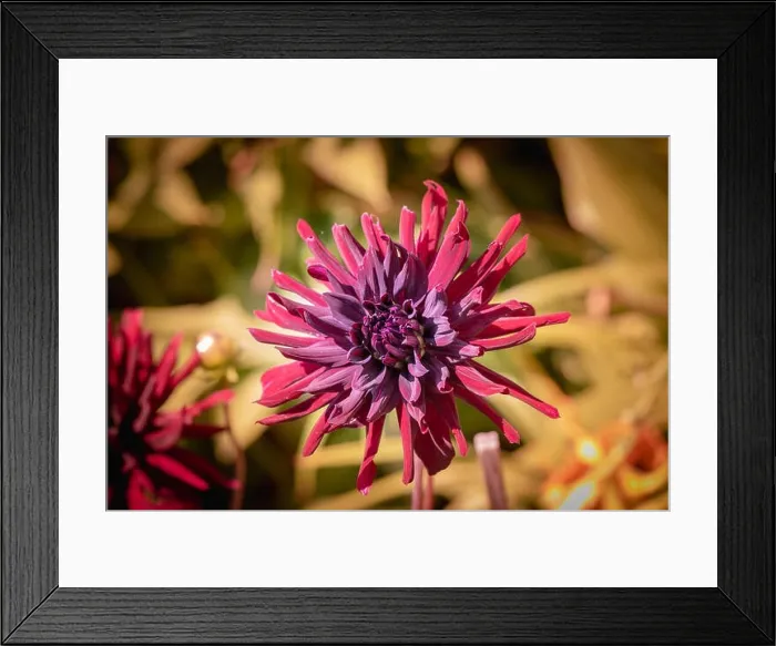 Framed Print : Color outdoor floral macro of a single isolated red purple star formed dahlia blossom on natural blurred yellow brown Framed Print : Color outdoor floral macro of a single isolated red purple star formed dahlia blossom on natural blurred yellow brown