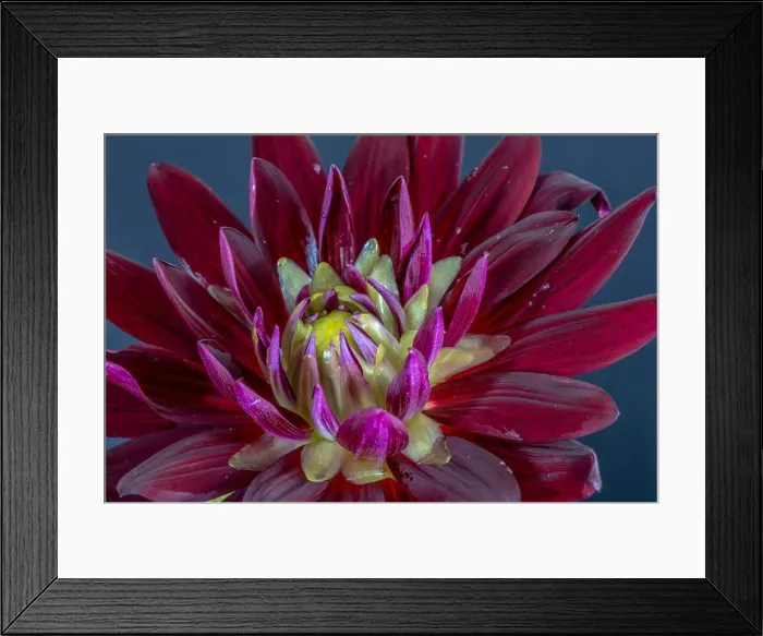 Framed Print : Floral fine art still life detailed color macro flower image of the innner of a single isolated blooming purple red Framed Print : Floral fine art still life detailed color macro flower image of the innner of a single isolated blooming purple red