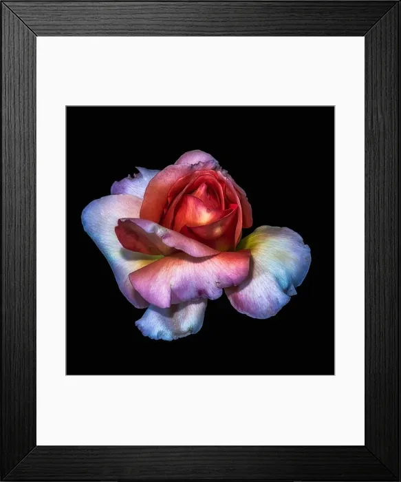 Framed Print : Colorful fine art still life floral macro flower image of a single isolated red violet white rose blossom Framed Print : Colorful fine art still life floral macro flower image of a single isolated red violet white rose blossom
