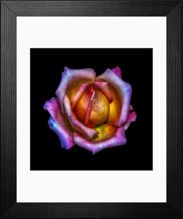 Framed Print : Colorful fine art still life bright floral macro flower image of a single isolated rainbow colored rose blossom Framed Print : Colorful fine art still life bright floral macro flower image of a single isolated rainbow colored rose blossom