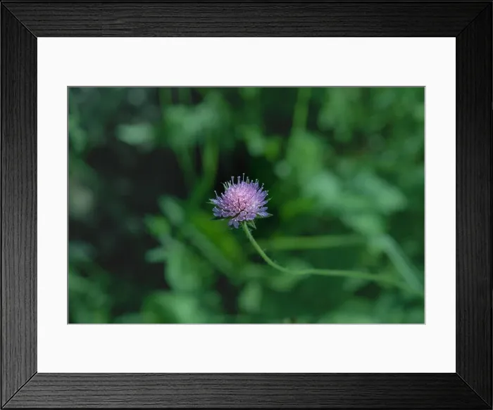 Framed Print : Colorful outdoor nature closeup image of a single isolated red clover wild flower on natural blurred green background Framed Print : Colorful outdoor nature closeup image of a single isolated red clover wild flower on natural blurred green background