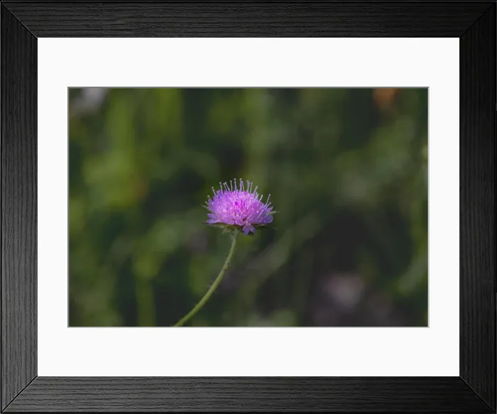 Framed Print : Colorful outdoor nature closeup image of a single isolated red clover wild flower on natural blurred green background Framed Print : Colorful outdoor nature closeup image of a single isolated red clover wild flower on natural blurred green background